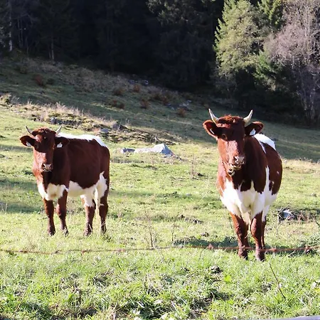 لوكيتش كابرون